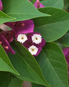 Fotografia 5 da espécie Bougainvillea glabra no Jardim Botânico UTAD