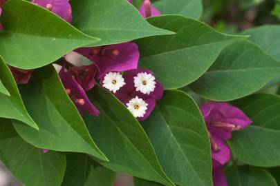 Fotografia da espécie Bougainvillea glabra