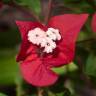 Fotografia 6 da espécie Bougainvillea glabra do Jardim Botânico UTAD