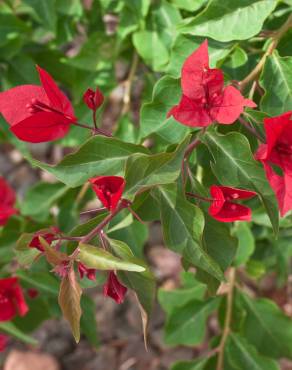 Fotografia 7 da espécie Bougainvillea glabra no Jardim Botânico UTAD