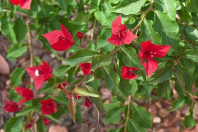 Fotografia da espécie Bougainvillea glabra