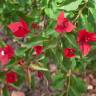 Fotografia 7 da espécie Bougainvillea glabra do Jardim Botânico UTAD