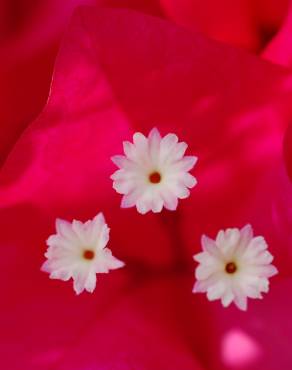 Fotografia 8 da espécie Bougainvillea glabra no Jardim Botânico UTAD