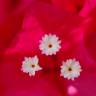 Fotografia 8 da espécie Bougainvillea glabra do Jardim Botânico UTAD