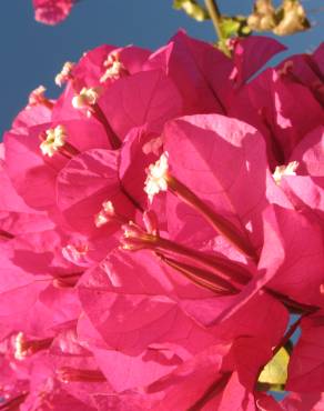 Fotografia 10 da espécie Bougainvillea glabra no Jardim Botânico UTAD