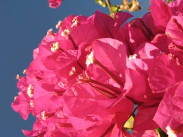 Fotografia da espécie Bougainvillea glabra