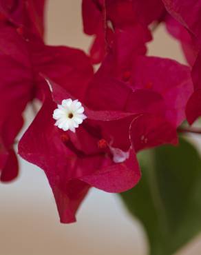 Fotografia 11 da espécie Bougainvillea glabra no Jardim Botânico UTAD