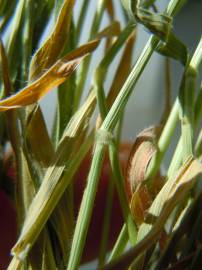 Fotografia da espécie Brachypodium distachyon