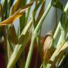 Fotografia 8 da espécie Brachypodium distachyon do Jardim Botânico UTAD