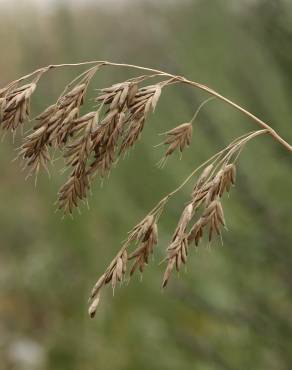Fotografia 3 da espécie Bromus secalinus no Jardim Botânico UTAD