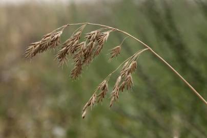 Fotografia da espécie Bromus secalinus