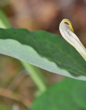 Fotografia 6 da espécie Aristolochia paucinervis no Jardim Botânico UTAD