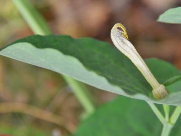 Fotografia da espécie Aristolochia paucinervis