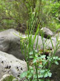 Fotografia da espécie Cardamine flexuosa