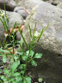 Fotografia da espécie Cardamine flexuosa