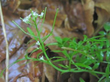 Fotografia da espécie Cardamine flexuosa