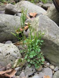 Fotografia da espécie Cardamine flexuosa