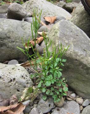 Fotografia 5 da espécie Cardamine flexuosa no Jardim Botânico UTAD