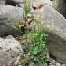 Fotografia 5 da espécie Cardamine flexuosa do Jardim Botânico UTAD