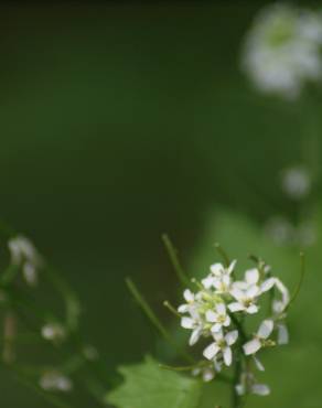 Fotografia 6 da espécie Cardamine flexuosa no Jardim Botânico UTAD