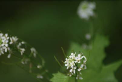 Fotografia da espécie Cardamine flexuosa