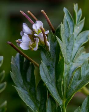 Fotografia 7 da espécie Cardamine flexuosa no Jardim Botânico UTAD