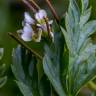 Fotografia 7 da espécie Cardamine flexuosa do Jardim Botânico UTAD