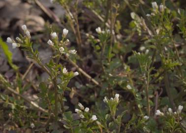 Fotografia da espécie Cardamine flexuosa