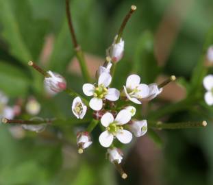 Fotografia da espécie Cardamine flexuosa