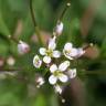 Fotografia 9 da espécie Cardamine flexuosa do Jardim Botânico UTAD