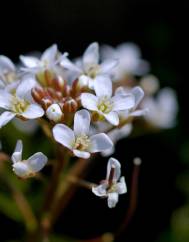 Cardamine flexuosa