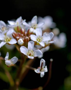 Fotografia 1 da espécie Cardamine flexuosa no Jardim Botânico UTAD