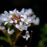 Fotografia 1 da espécie Cardamine flexuosa do Jardim Botânico UTAD