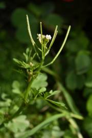 Fotografia da espécie Cardamine flexuosa