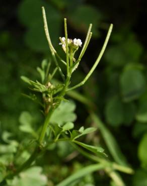 Fotografia 10 da espécie Cardamine flexuosa no Jardim Botânico UTAD