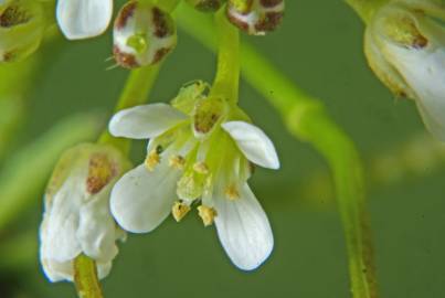 Fotografia da espécie Cardamine flexuosa