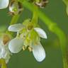 Fotografia 11 da espécie Cardamine flexuosa do Jardim Botânico UTAD