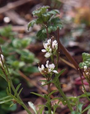 Fotografia 12 da espécie Cardamine flexuosa no Jardim Botânico UTAD