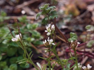 Fotografia da espécie Cardamine flexuosa