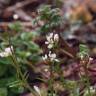 Fotografia 12 da espécie Cardamine flexuosa do Jardim Botânico UTAD