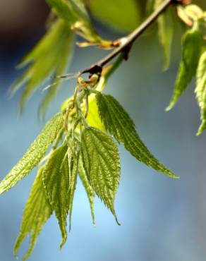 Fotografia 3 da espécie Celtis australis no Jardim Botânico UTAD