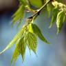 Fotografia 3 da espécie Celtis australis do Jardim Botânico UTAD