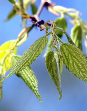 Fotografia 4 da espécie Celtis australis no Jardim Botânico UTAD