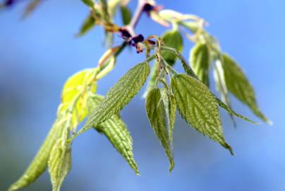 Fotografia da espécie Celtis australis