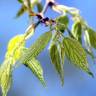 Fotografia 4 da espécie Celtis australis do Jardim Botânico UTAD