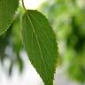 Fotografia 5 da espécie Celtis australis do Jardim Botânico UTAD