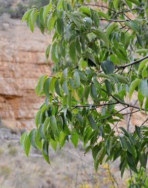 Fotografia 6 da espécie Celtis australis no Jardim Botânico UTAD