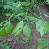 Fotografia 8 da espécie Celtis australis do Jardim Botânico UTAD