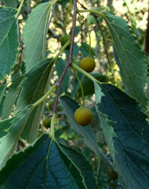 Fotografia 1 da espécie Celtis australis no Jardim Botânico UTAD