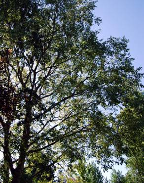 Fotografia 10 da espécie Celtis australis no Jardim Botânico UTAD